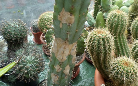 Cách xử lý xương rồng bị úng nước