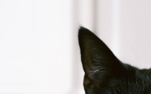 Những con vật này bỗng dưng ghé đến nhà có thể là “lời nhắn” báo hiệu sự cố sắp xảy ra