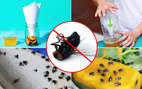 Chỉ cần đặt thứ này trong nhà, ruồi không dám bén mảng tới