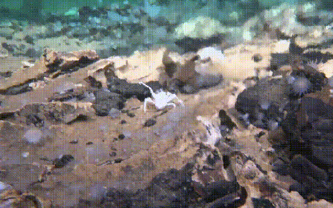 Tàu ngầm Trung Quốc tìm ra nơi chứa bí mật về sự sống