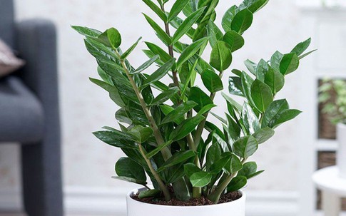 Những chỗ được coi là góc nhọn trong nhà và các cây cảnh phong thủy giúp hóa giải sát khí từ góc nhọn hiệu quả nhất