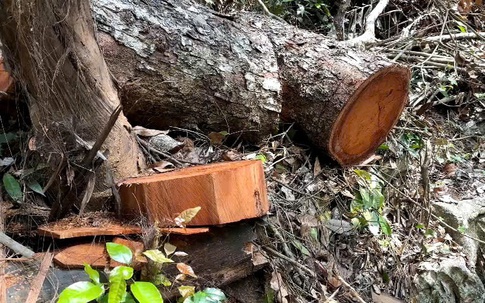 Tiếp vụ 'rỉ máu' ở Vườn Quốc gia Ba Bể: 'Máu rừng' loang đỏ từ những gốc nghiến bị hạ gục