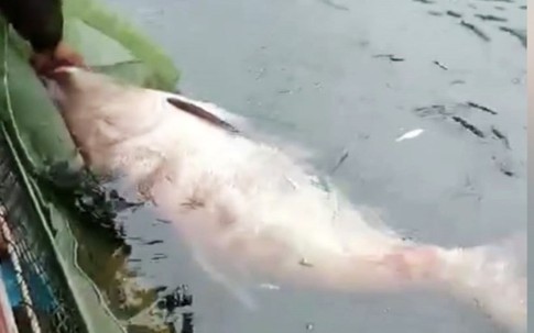 Bắt được "Quái ngư" dưới lòng hồ thủy điện Na Hang: Kích thước cực kỳ hiếm gặp