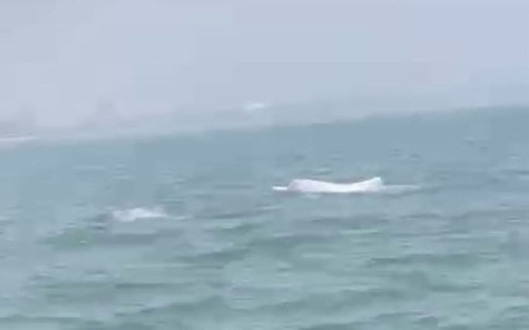 Video cá heo trắng bất ngờ xuất hiện tại biển Sầm Sơn