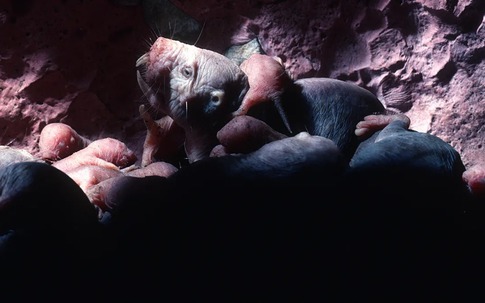 Loài động vật có vú gần như máu lạnh duy nhất còn sống khiến giới khoa học bối rối vì quá khác thường