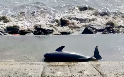 Loài cá thiêng của người dân vùng biển 'lụy bờ'