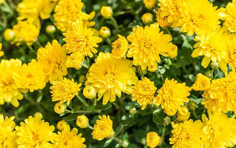 Các loài hoa nên sử dụng trong tang lễ