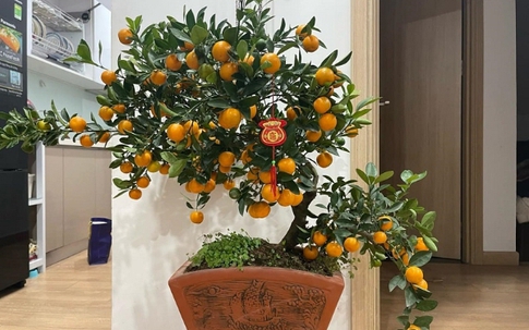 Mách bạn bố trí phong thủy nhà ở đón Tết để gia đình an yên và thuận lợi trong mọi việc 