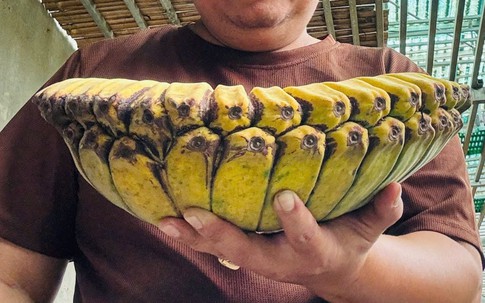 Người đàn ông đưa giống chuối 'độc, lạ' về trồng ở 'thủ phủ chuối' Quảng Trị