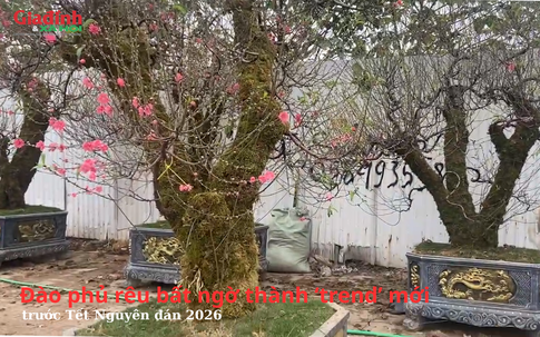 Độc lạ trend 'cuốn rêu' cho đào Tết Nguyên đán 2026: Lái buôn tất bật, thị trường đào hứa hẹn sôi động