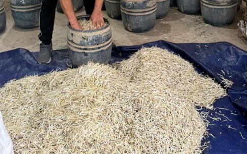 Sử dụng chất cấm để sản xuất giá đỗ, hai chủ cơ sở bị khởi tố