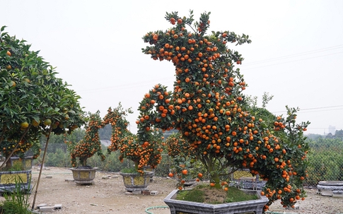 Ngắm “đàn ngựa” làm từ quất đón Tết Bính Ngọ