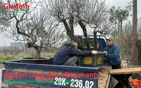 Nguồn cung đào tăng mạnh, thị trường Tết bước vào cao điểm