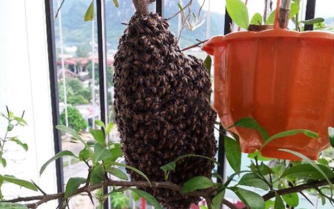 Ong làm tổ ở ban công nhà chung cư là điềm báo gì?