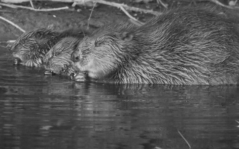Loài vật quý hiếm bậc nhất hành tinh, tuyệt chủng 400 năm bất ngờ "tái xuất"