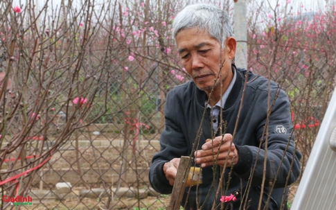 Hà Nội: Hoa nở sớm, người dân tấp nập đổ về Nhật Tân lựa đào chơi Tết