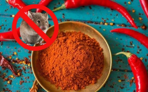 Cách xử lý khi chuột phá bàn thờ Thần tài