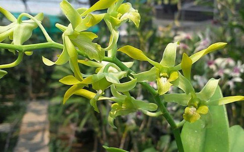 Các loại hoa nên kiêng kỵ, tuyệt đối không đặt lên ban thờ vào Tết Nguyên đán