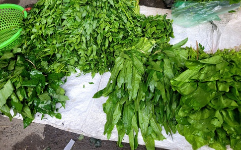 Loại rau mùa đông gặp ở ngoài chợ đừng bỏ qua vì giàu canxi, tốt cho xương khớp, hỗ trợ giấc ngủ, ít phun thuốc