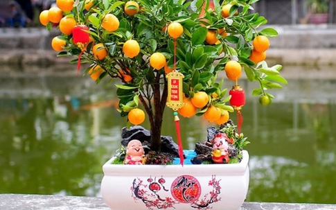 Loại cây cảnh để bàn ngày Tết thu hút tiền tài 