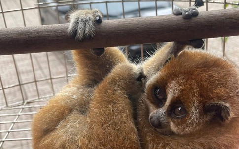 Phát hiện culi quý hiếm trong vườn keo