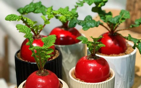 Không phải gừng hay củ tiên ông, đây mới là cây cảnh trang trí đang hot cho ngày Tết thêm may mắn