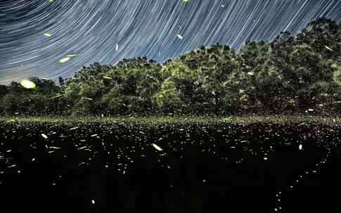 Chúng ta có thể là thế hệ cuối cùng được nhìn thấy đom đóm