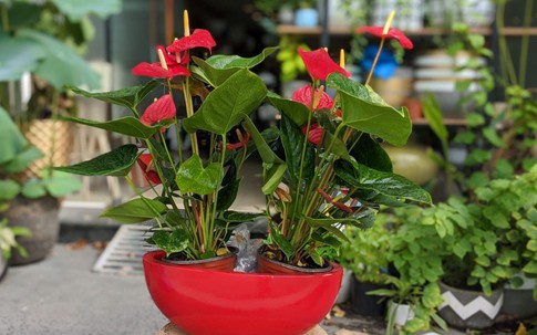 Cách chọn cây cảnh chuẩn bị đón Tết kích hoạt luồng khí tốt, giúp gia đình gặp nhiều may mắn