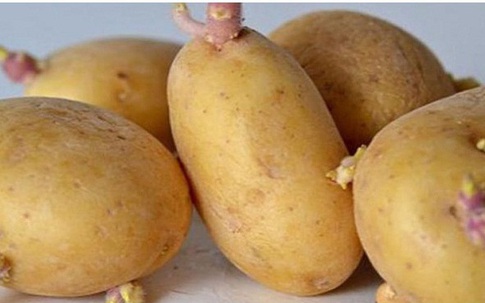 Những món ăn nguy hiểm có thể gây ngộ độc bạn cần biết