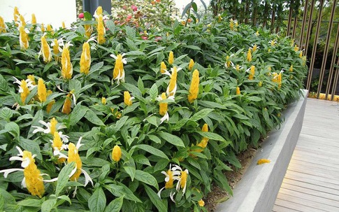 Vị trí đặt cây cảnh mang lại may mắn, hứa hẹn có nhiều tài lộc trong năm 2026