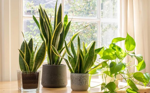 Loại cây cảnh trong nhà cho người bận rộn