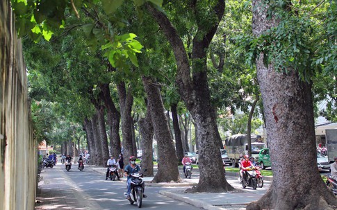 Từ hôm nay, Hà Nội cấm trồng 18 loại cây nguy hại, ưu tiên 33 giống thích ứng