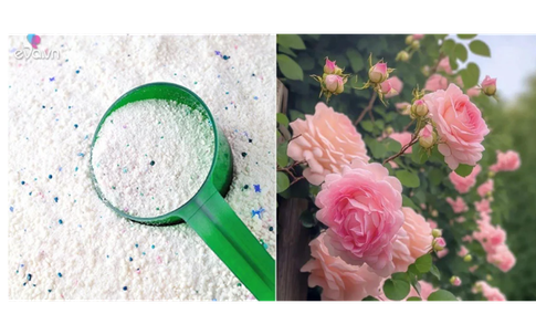 Loại bột tưới cây cho hoa nở từng chùm, cây xanh tươi tốt không lo sâu bệnh