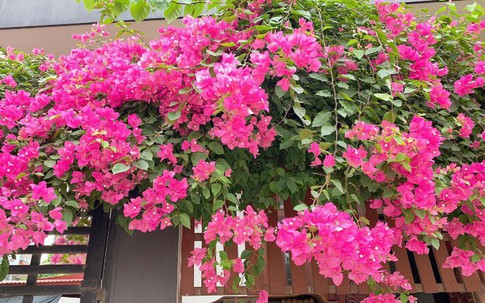 Loại nước "thần kỳ" nên tưới cây hoa giấy để hoa nở rộ và lý do trồng trong nhà lại bị coi là đại kỵ