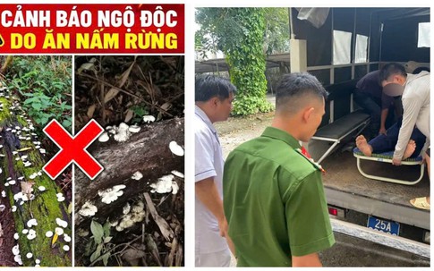 Ăn nấm dại hái trong rừng, 9 người ở Lai Châu nghi ngộ độc