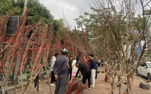 Lái buôn ngược xuôi thu mua đào rừng Mộc Châu, Mù Cang Chải, Sa Pa về tiêu thụ tại Hà Nội 