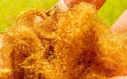 ‘Tơ vàng’ quý hiếm của đại dương tái xuất: Nhà khoa học Hàn Quốc hồi sinh thành công vật liệu xa xỉ giữ ánh kim hàng nghìn năm