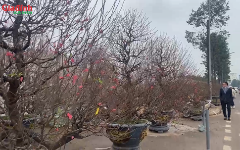 Chơi đào ngày Tết, thói quen khó bỏ của người dân miền Bắc