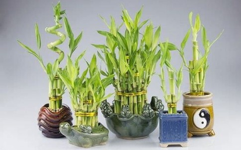 Ngày vía Thần tài 2026 nên mua gì để cầu tài lộc đầy nhà và may mắn cả năm?