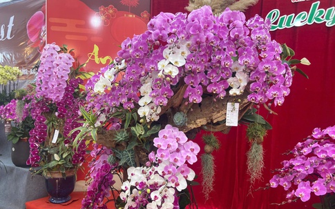 Lan Hồ Điệp Tết 2026: Giá leo thang những ngày cận kề năm mới