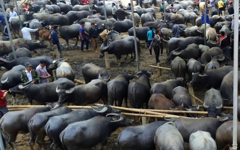 Cận Tết về xem 'thủ phủ' buôn bán loài vật gắn liền với người nông dân