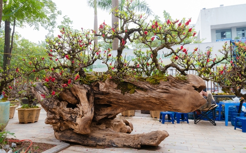 Cặp thuyền đào thất thốn giá gần một tỷ đồng dịp Tết