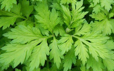 Ngải cứu – vị thuốc quen thuộc giúp giảm đau nhức xương khớp mùa lạnh