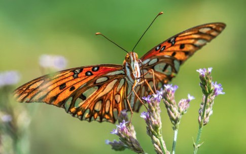 Những tháng sinh Âm lịch nằm trong nhóm dễ có hôn nhân hạnh phúc