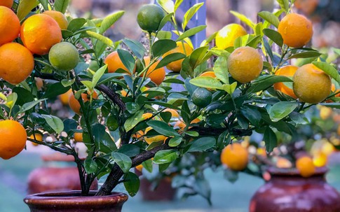 Ý nghĩa cây quất ngày Tết không phải ai cũng biết