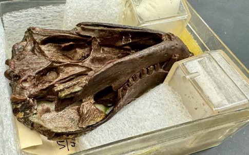 Sinh vật 250 triệu tuổi tiết lộ điều quan trọng về con người