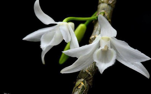 Lan đột biến rục rịch nóng trở lại, tiềm ẩn nhiều hệ lụy