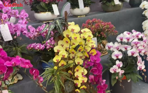 Lan Đà Lạt, đặc biệt là lan xanh táo ‘cháy hàng’ dịp tết Nguyên Đán 2026