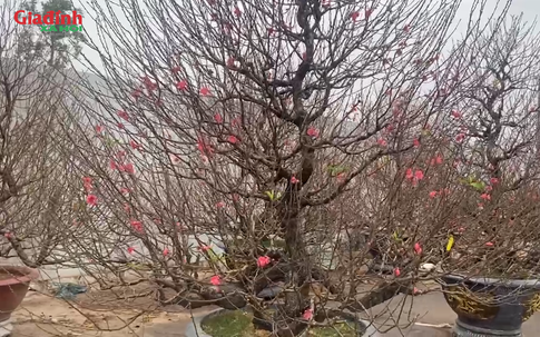 Đào thông ‘cháy hàng’ dịp Tết Nguyên đán 2026