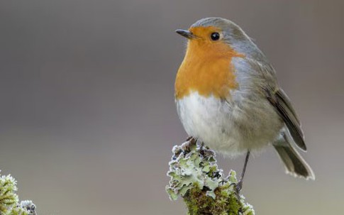 3 ngày sinh Âm lịch 'nở muộn nhưng rực rỡ', hậu vận phú quý khó ai bì